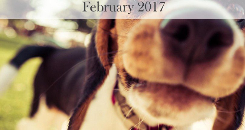 How Pets Impact Home Buyers & Home Sellers Decisions