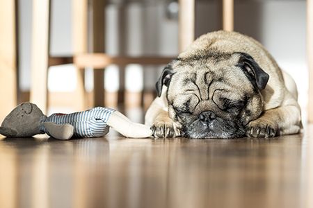 How to Soothe Your Pet During Storms