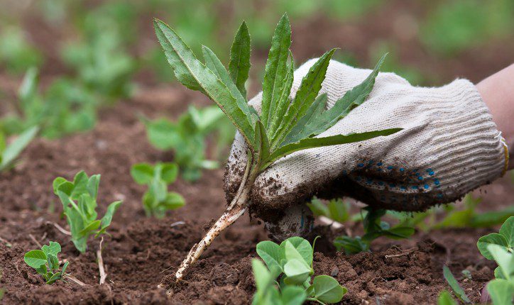 Winning Over Weeds